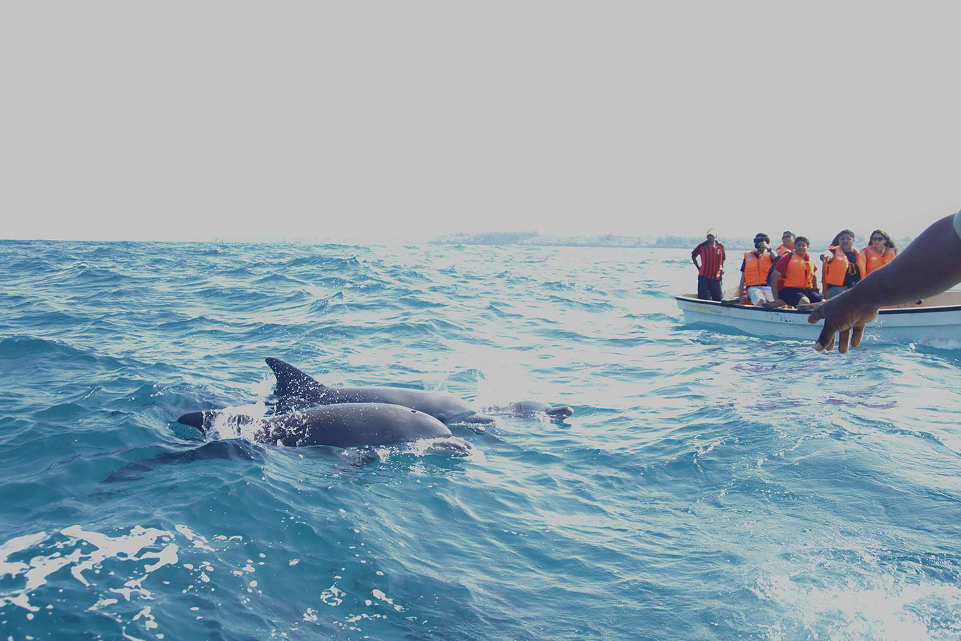 Swimming-With-Dolphins-and-Jozani-Forest-Wildlife-Tour