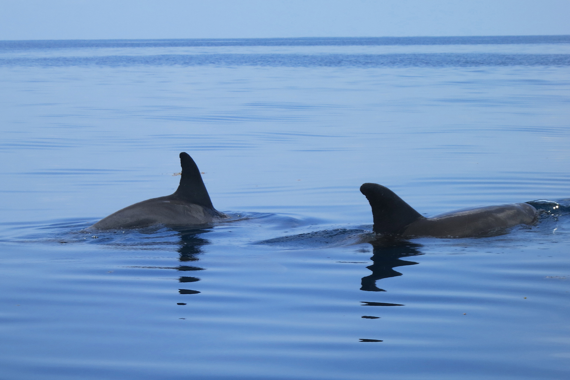 Swimming-With-Dolphins-and-Jozani-Forest-Wildlife-Tour