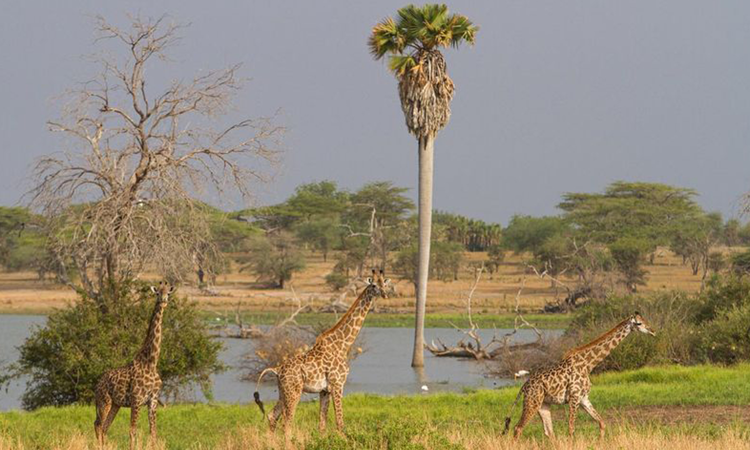 2 Days Safari to Selous