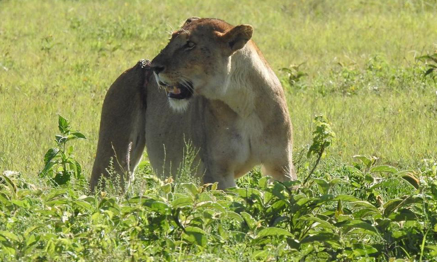 2 Days 1night Safari In Ngorongoro And Tarangire National Park