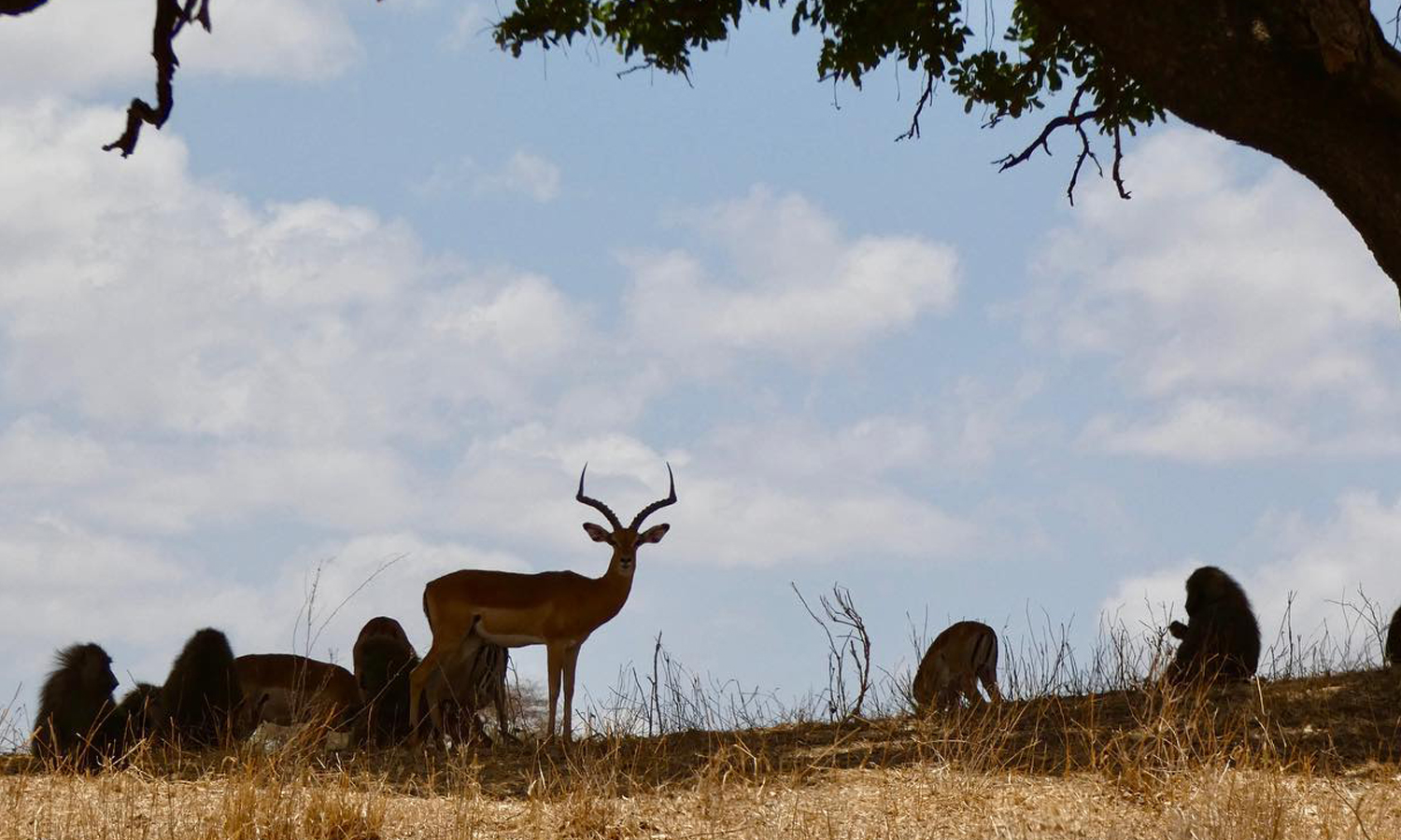 3 Days Fly-in Safari to Serengeti