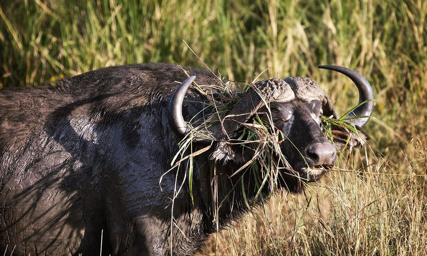 3 Days Fly-in Safari to Serengeti