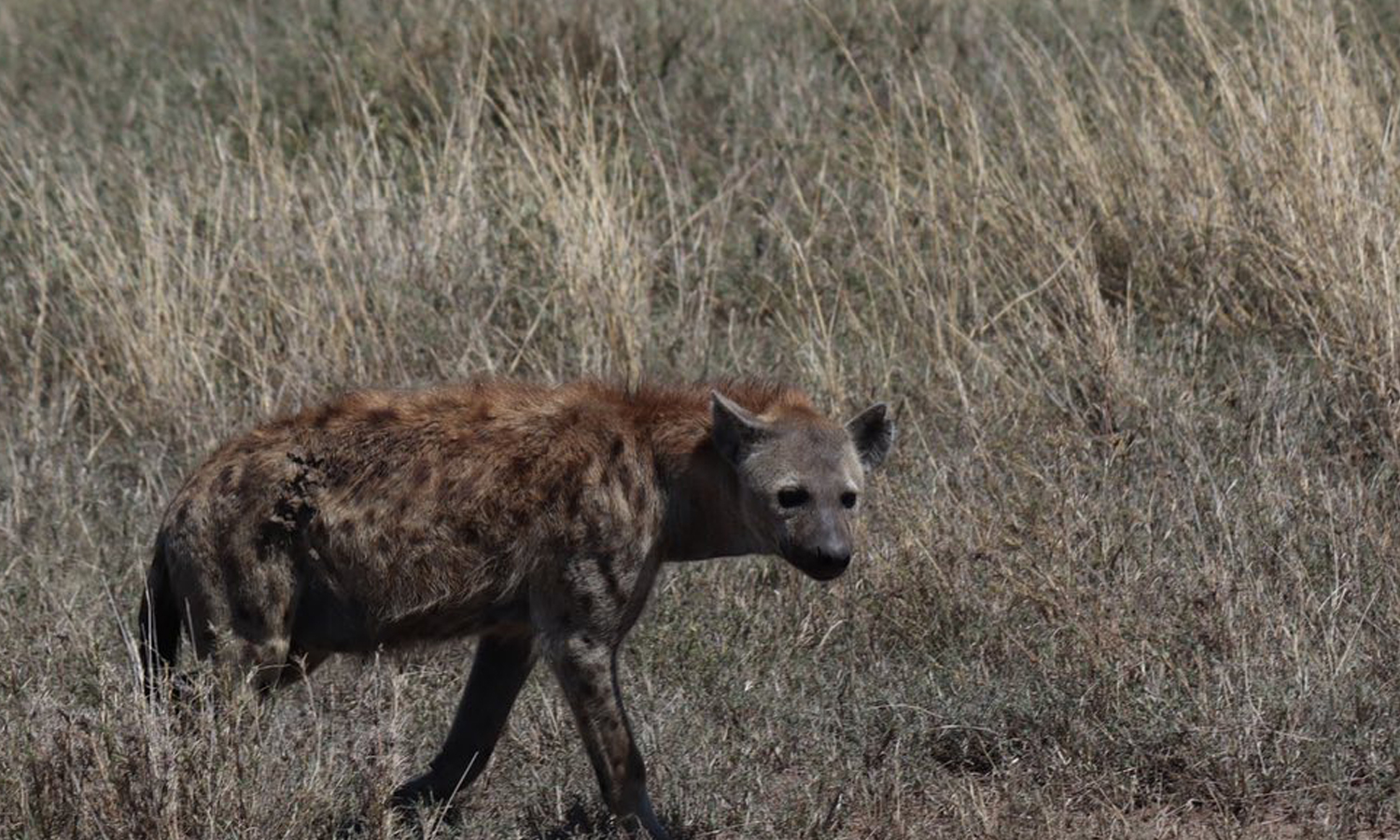 4 Days Safari in Northern Circuit