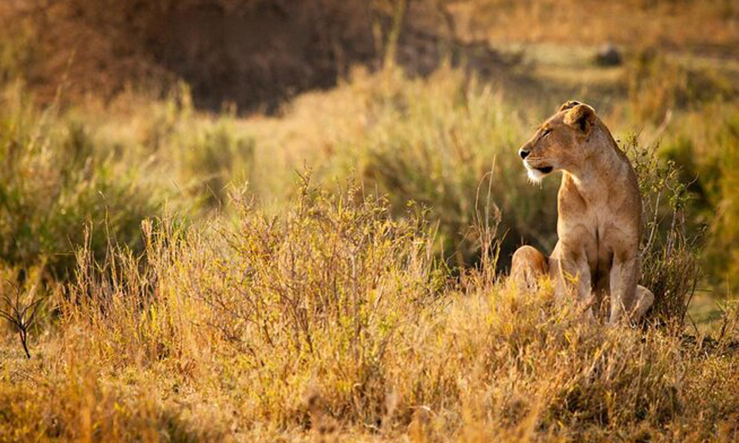 5 Days Safari to Selous & Mikumi