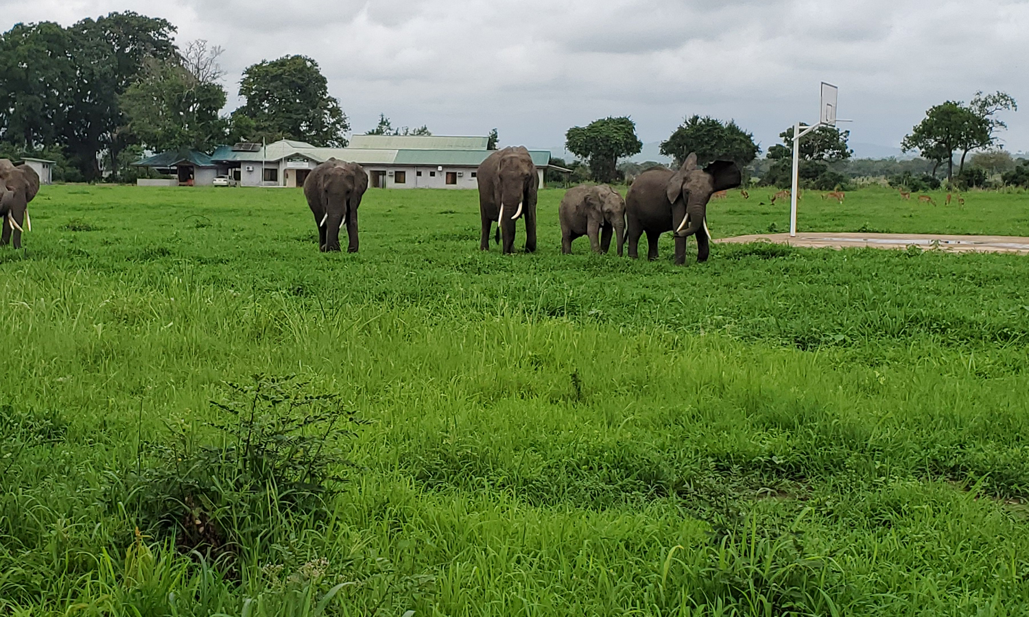 5 Days Safari to Selous & Mikumi