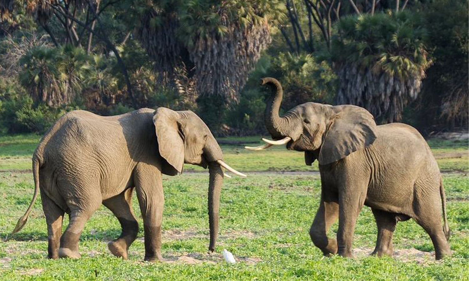 Day Trip to Selous