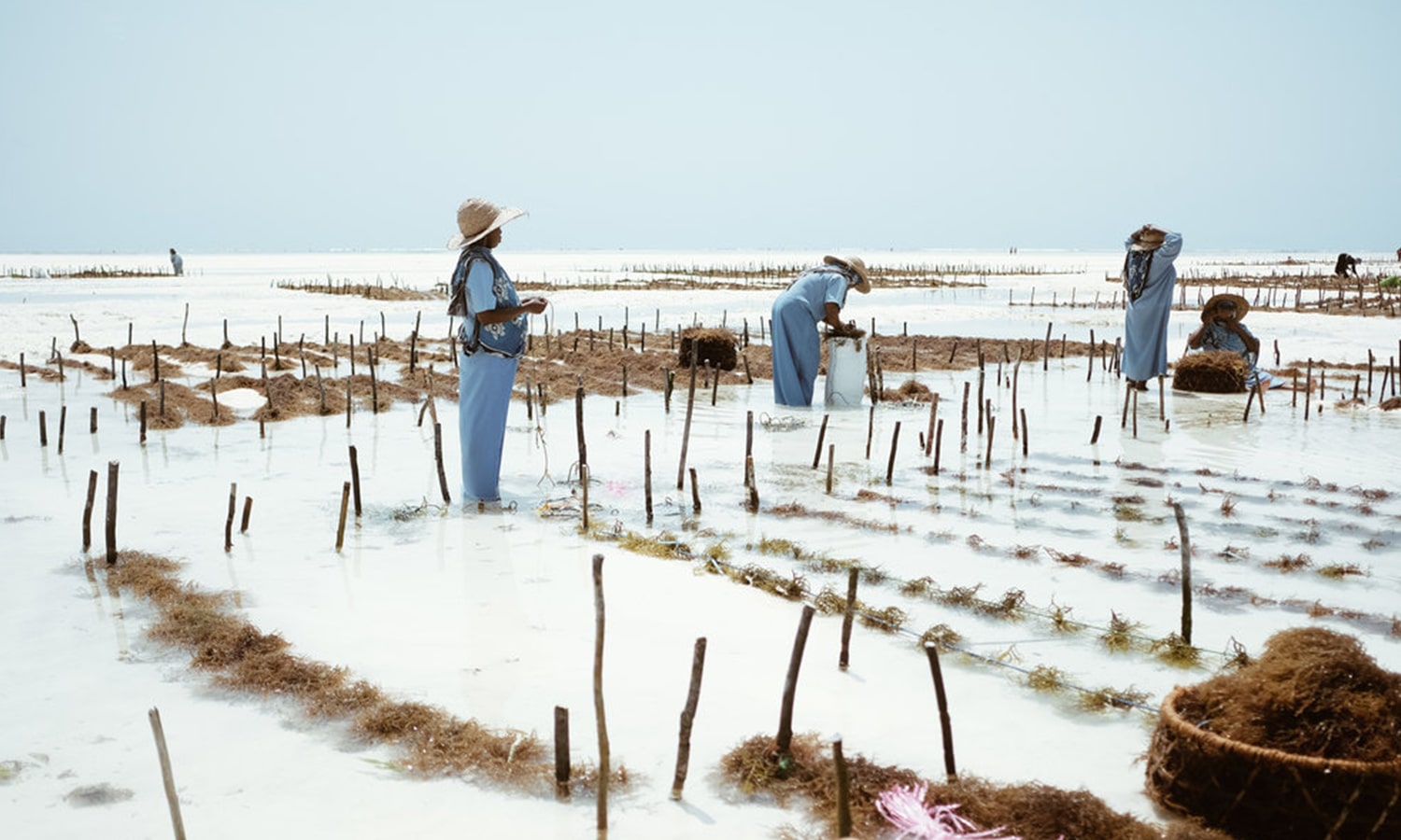 Seaweed Center Experience