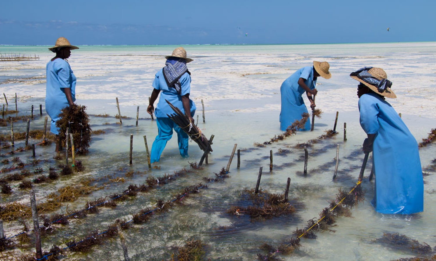 Seaweed Center Experience