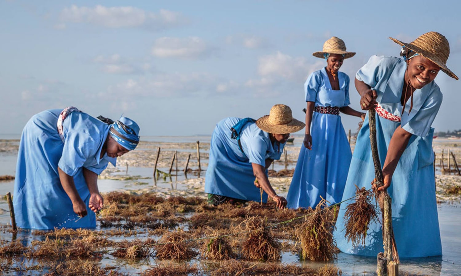 Seaweed Center Experience