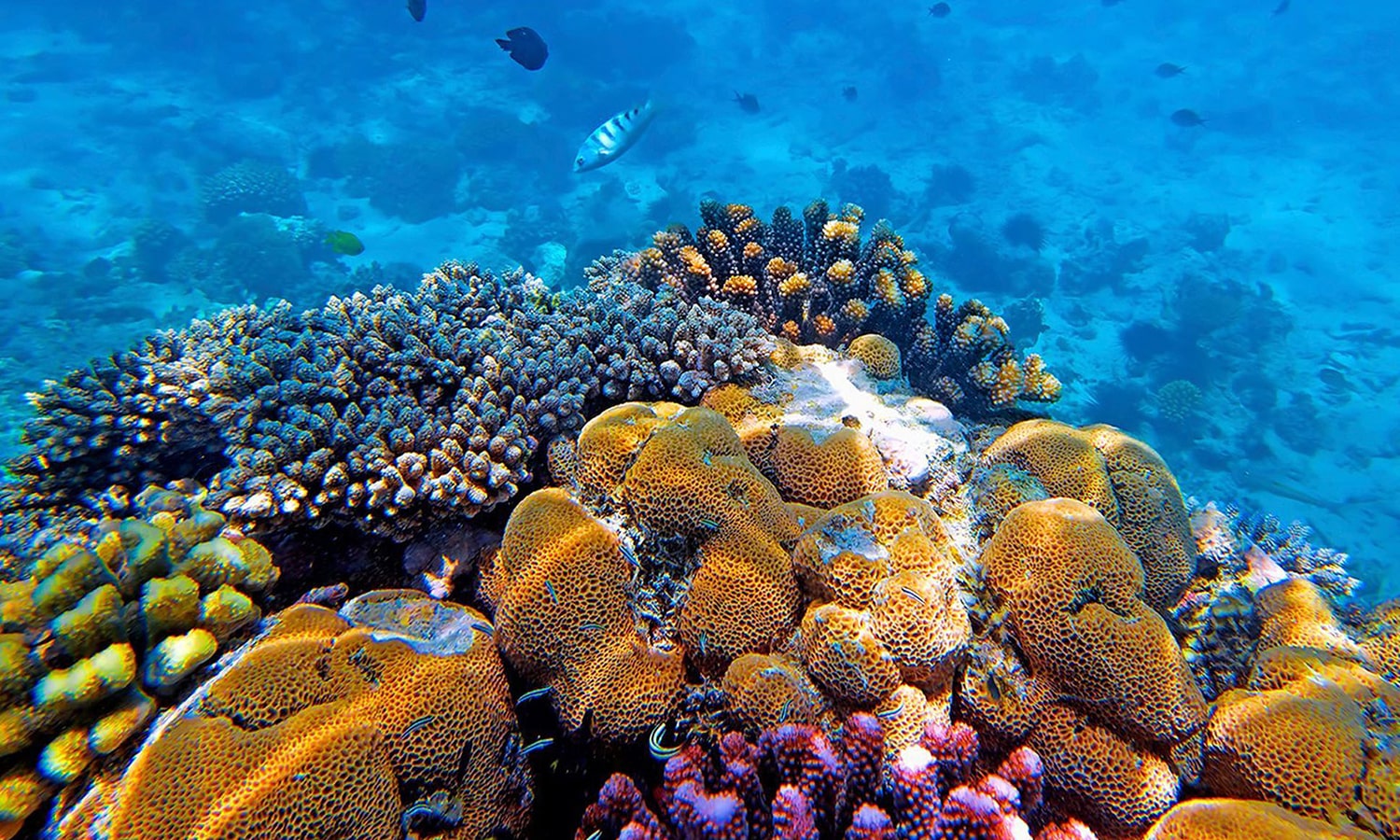 Snorkeling at Mnemba Atoll