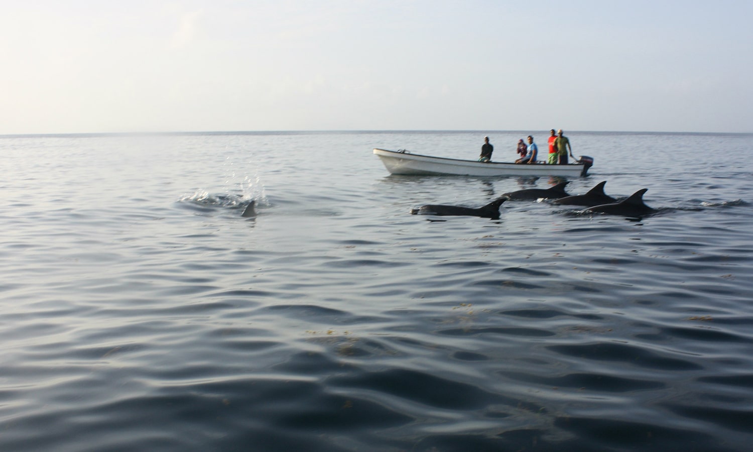 Swimming With Dolphins At Kizimkazi