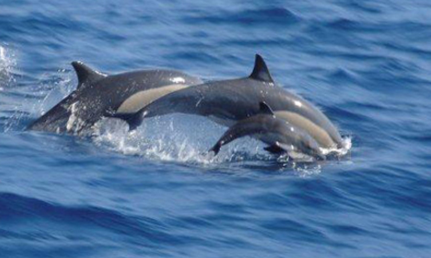 Swimming With Dolphins At Kizimkazi