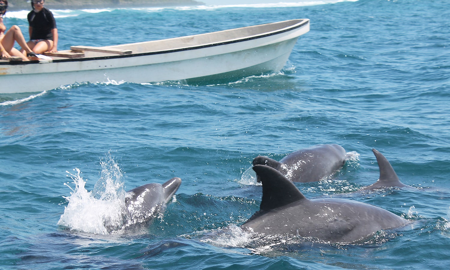 Swimming With Dolphins At Kizimkazi