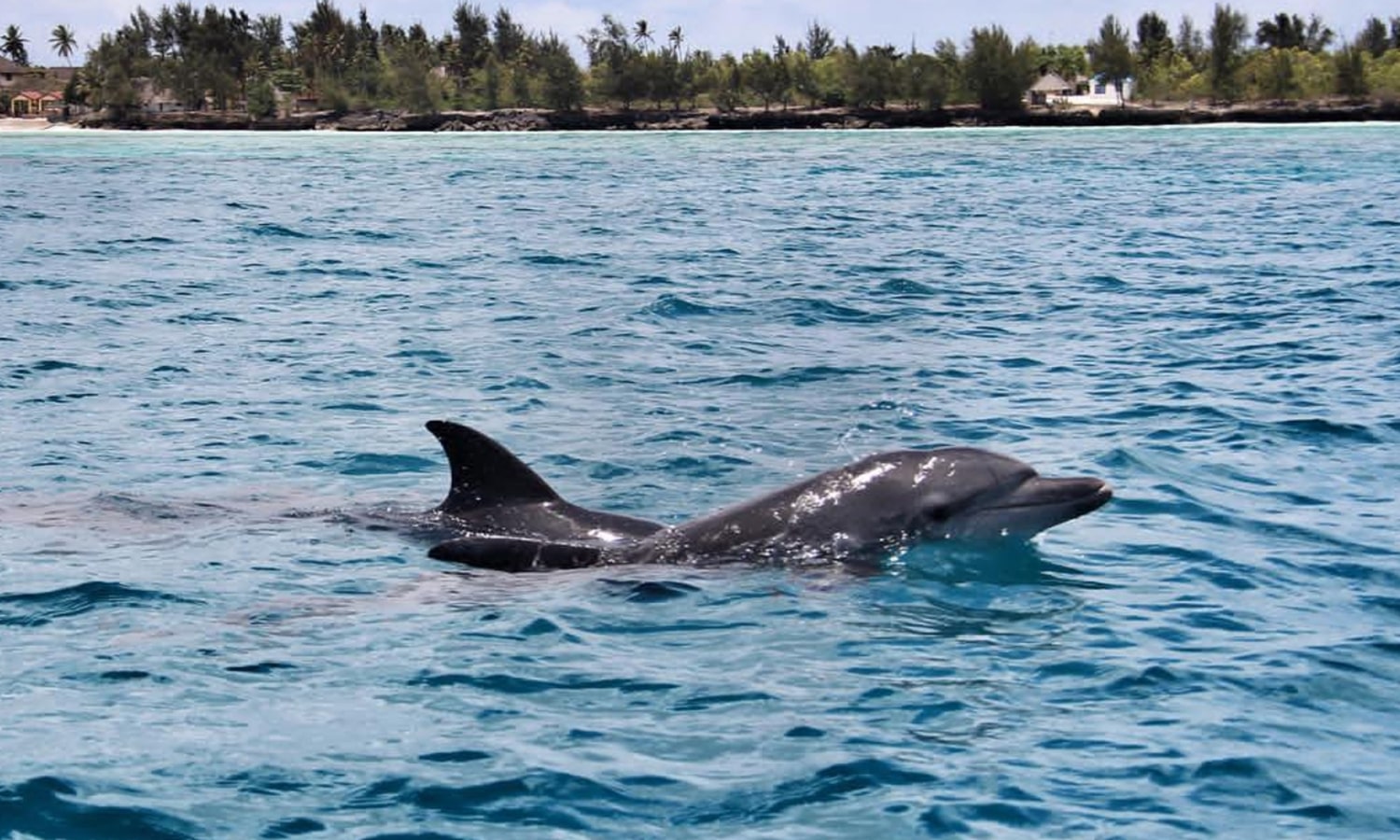 Swimming With Dolphins At Kizimkazi