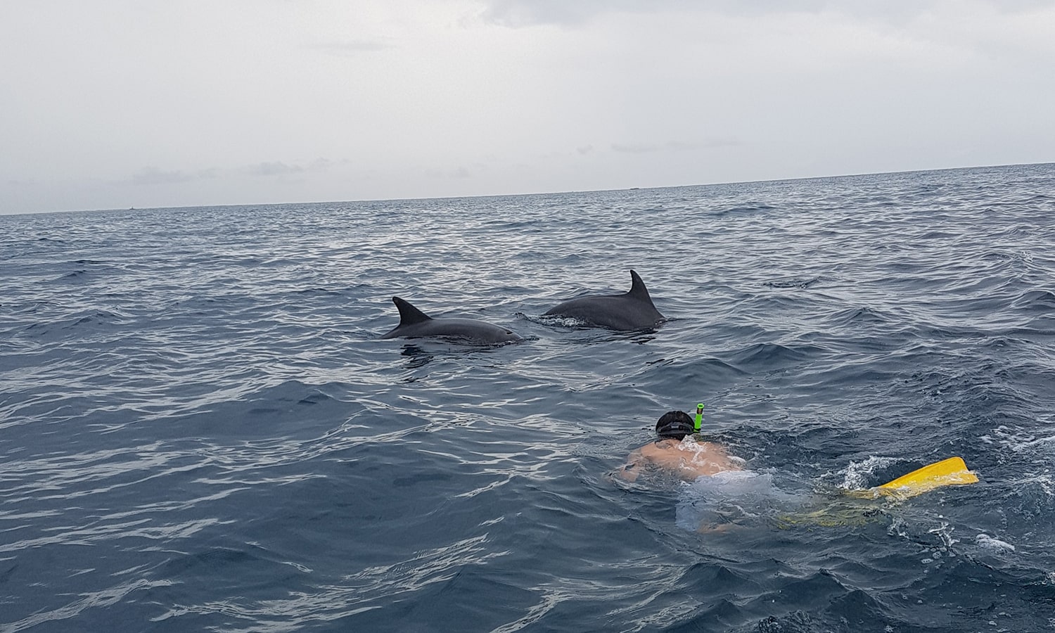 Swimming With Dolphins At Kizimkazi