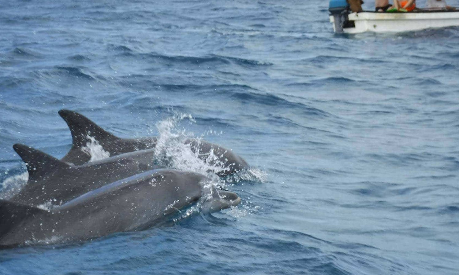 Swimming With Dolphins At Kizimkazi