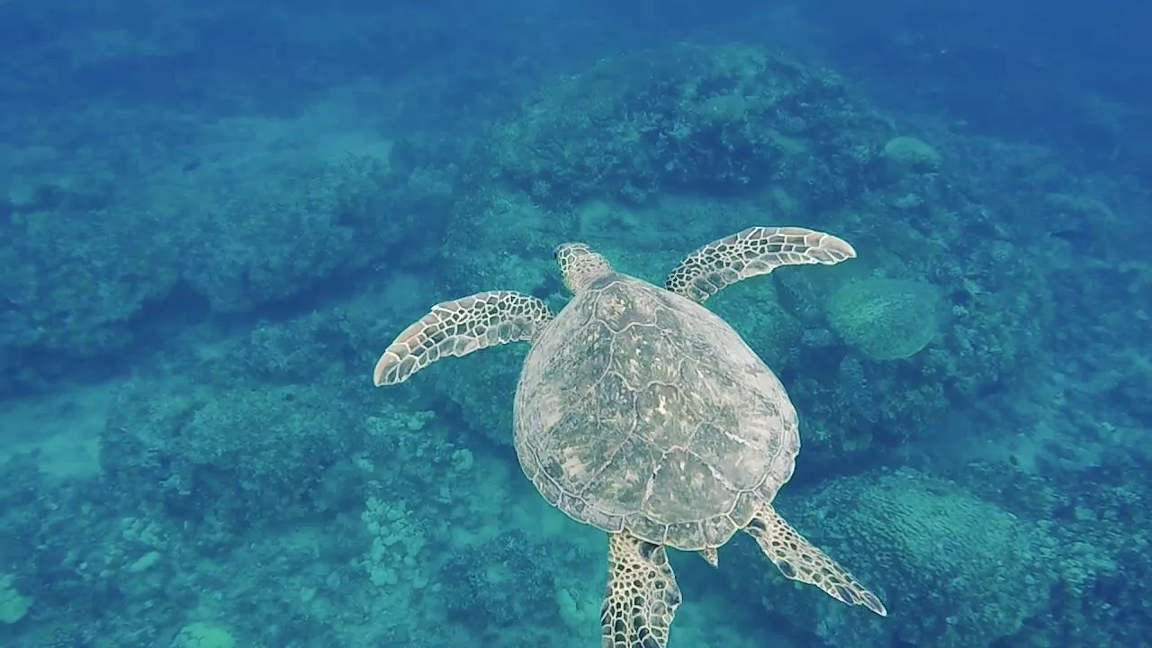 SWIMMING WITH DOLPHIN AND SWIMMING WITH TURTLES