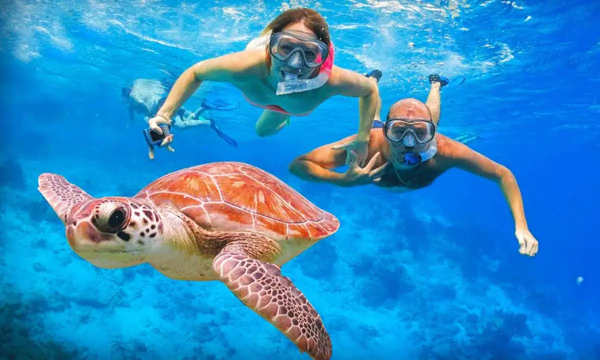 SWIMMING WITH DOLPHIN AND SWIMMING WITH TURTLES