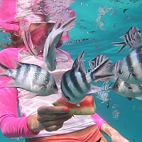 Snorkeling at Mnemba