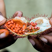 Spice Farm Tour