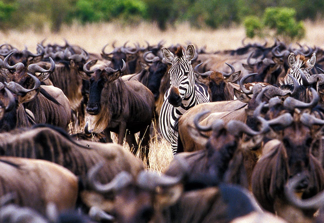 3 Days Fly-in Safari to Serengeti National Park from Zanzibar