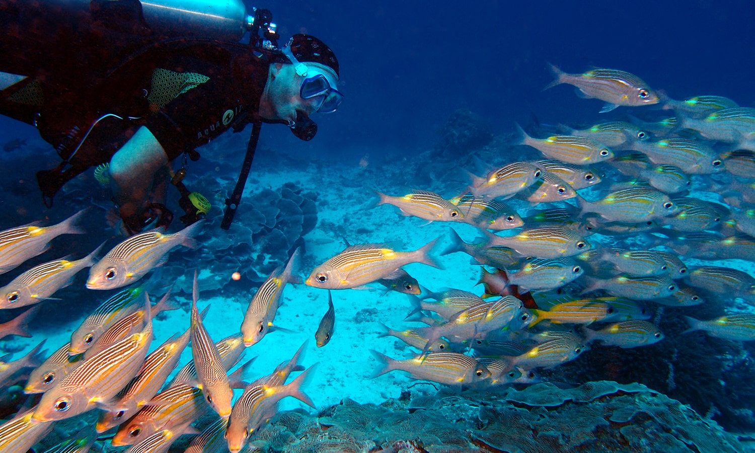 Diving in Zanzibar