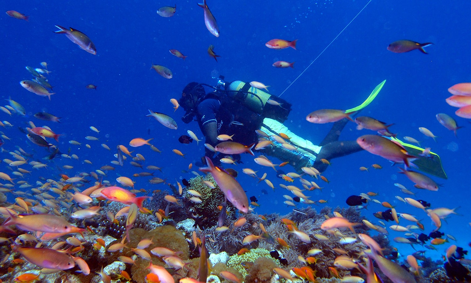 Diving in Zanzibar