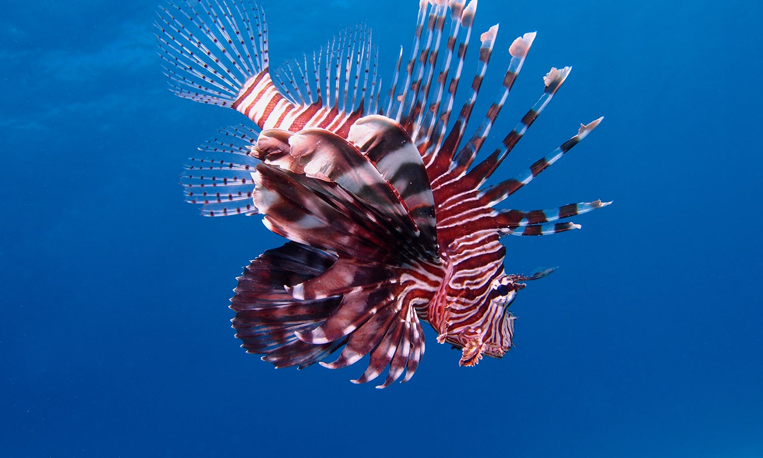 Diving in Zanzibar