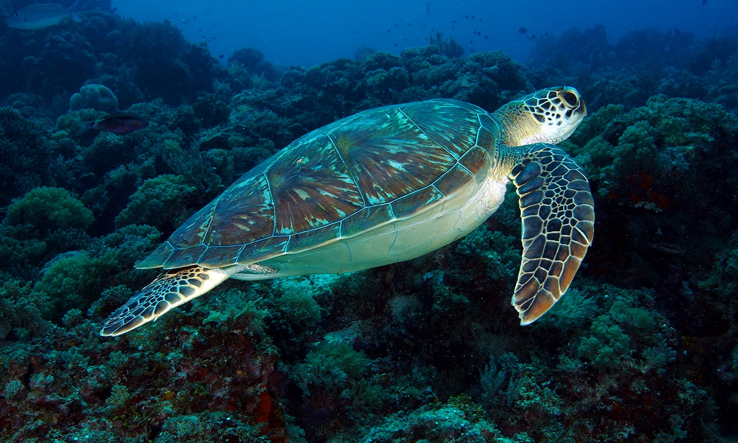 Diving in Zanzibar