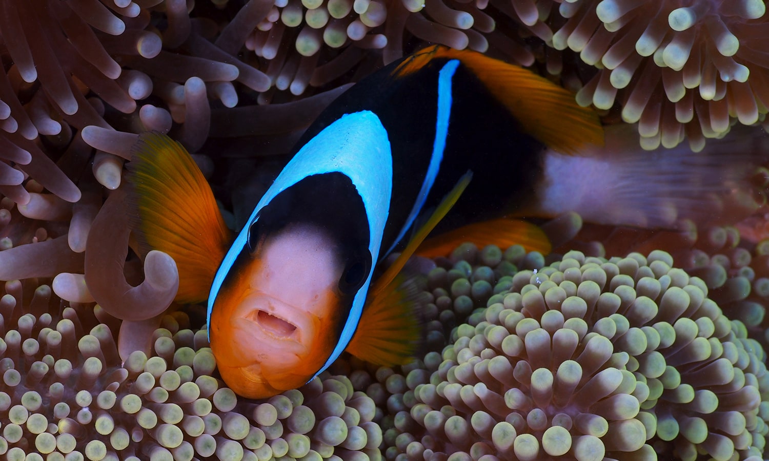 Diving in Zanzibar