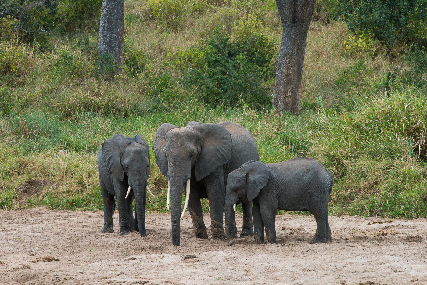 3 Days Safari to tarangire national park ,Ngorongoro Crater and Maasai village