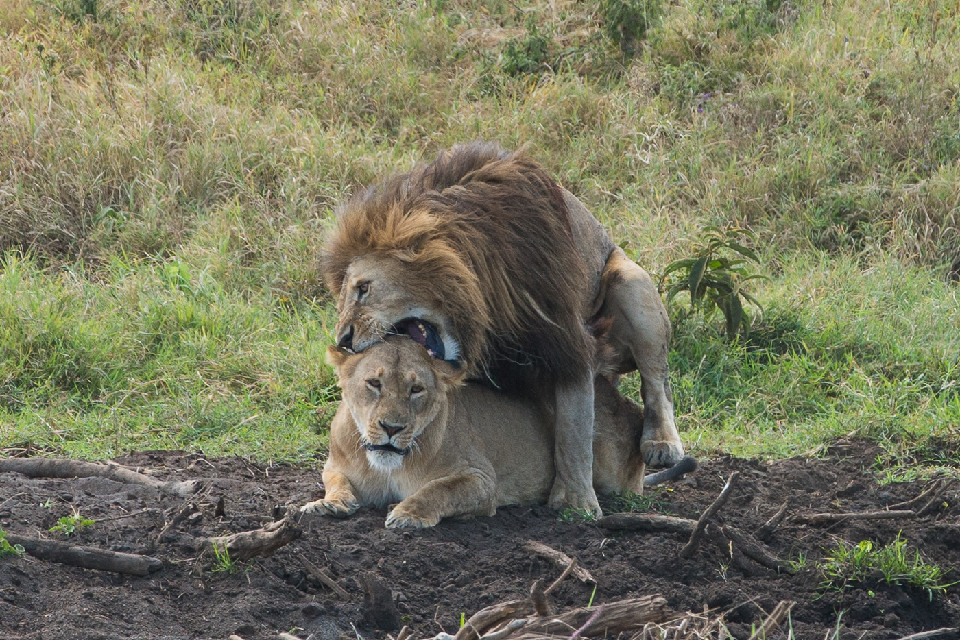 2 days 1 night Safari in Ngorongoro and tarangire National Park