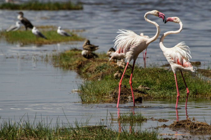 5 Days Safari to Lake Manyara, Ngorongoro Crater and Serengeti National Park