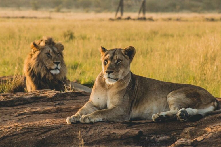 Lion Relaxing in Serengeti Plains witnessed during a 3 Days Serengeti Safari from Zanzibar Game Drive