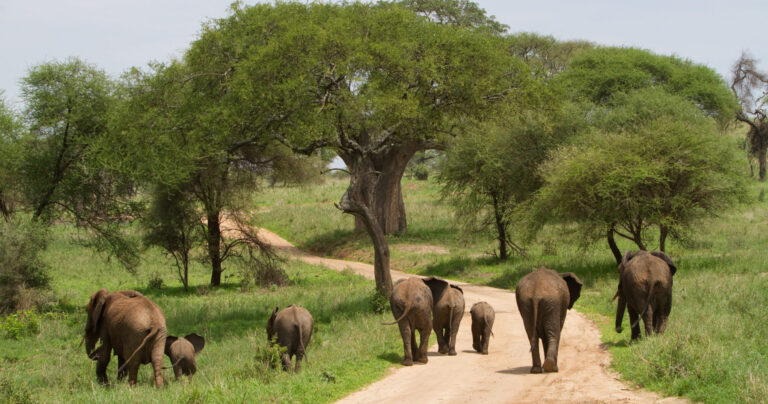 Elephants Herd in Tanzania National Parks during 3 Days Tanzania Safari from Zanzibar Game Drive