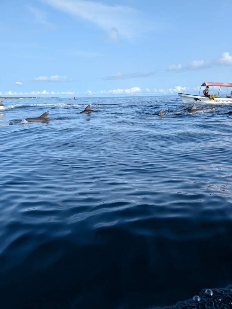 ''dolphins at mnemba island tour''
