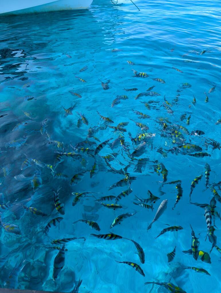 ''snorkeling mnemba island''