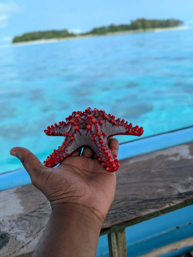 ''starfish at mnemba island tour''