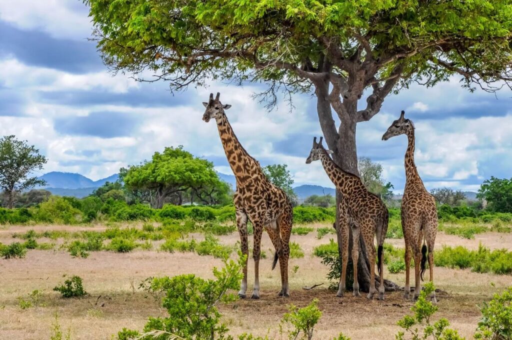 Visit Mikumi National Park