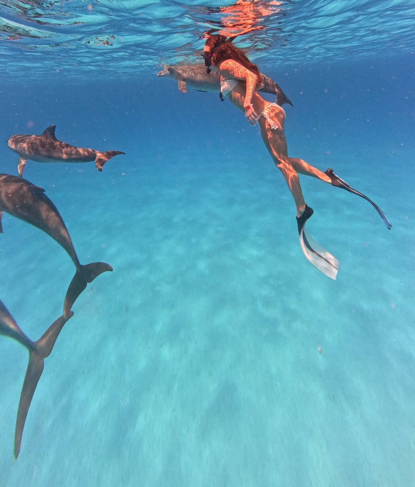 dolphin tour ibrahim