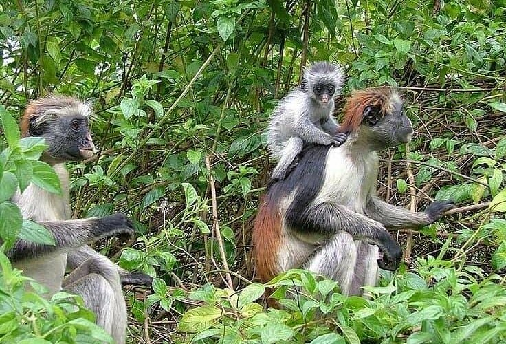 enjoy-baby-red-monkey