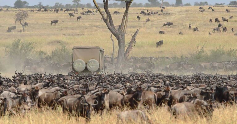 ''4 days safari to Serengeti Ngorongoro crater and Tarangire from Zanzibar''