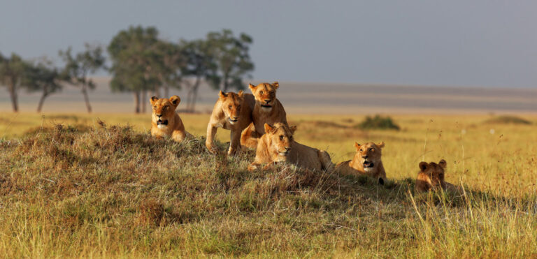 ''Mikumi Day Trip Safari From Zanzibar''