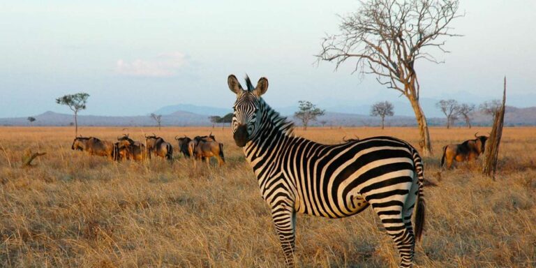 ''Mikumi Day Trip Safari From Zanzibar''