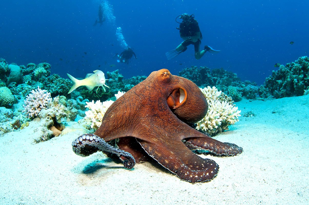 scuba diving 3
