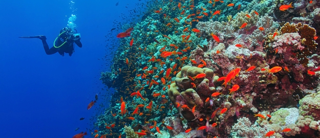 scuba diving 5