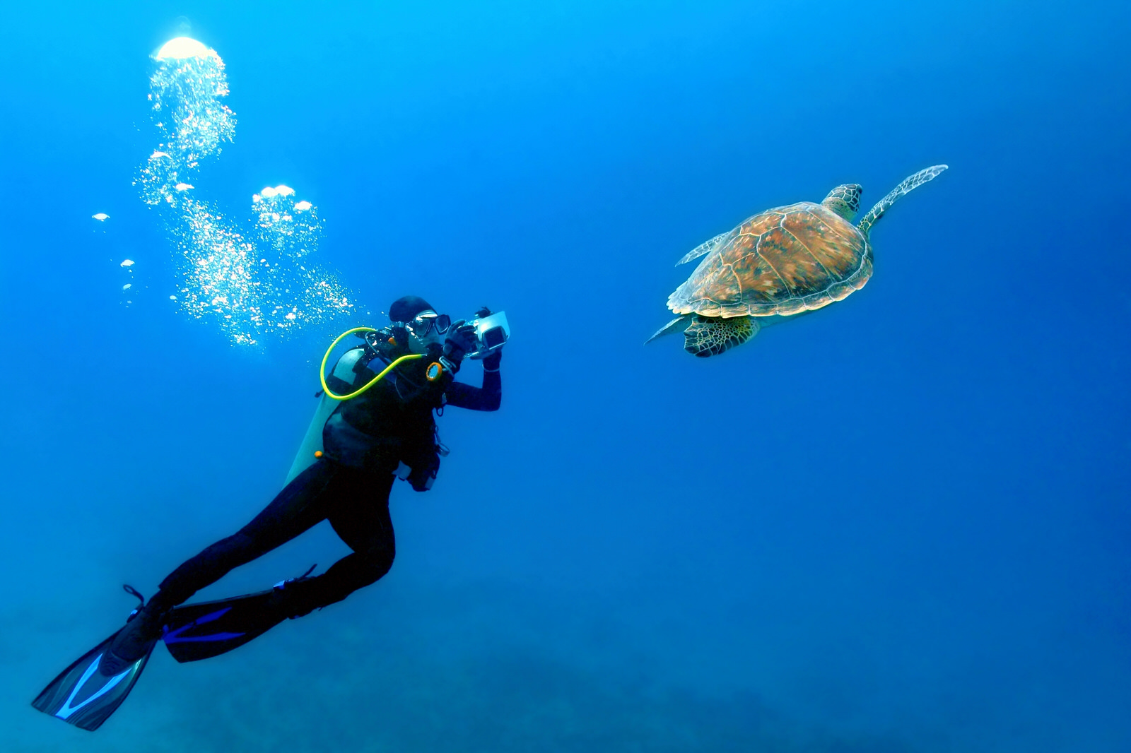 Scuba,Diver,Photographer,Swimming,With,The,Sea,Turtle.,Blue,Sea,