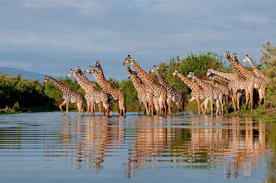selous game reserve 2