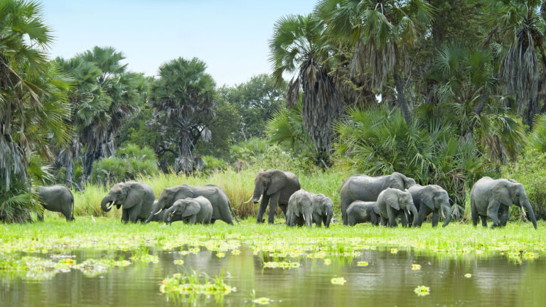 ''Selous Day Trip Safari From Zanzibar''