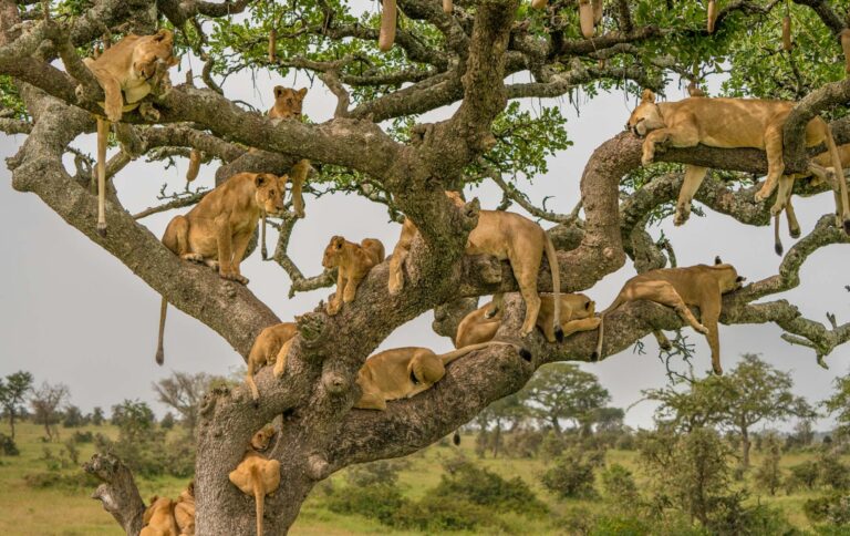 lions resting at Serengeti